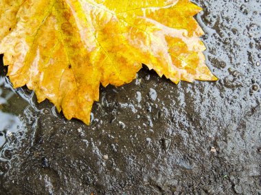 Kirli su birikintisi yere ıslak sonbahar yaprak