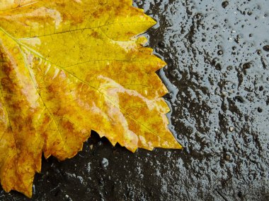 Kirli su birikintisi yere ıslak sonbahar yaprak