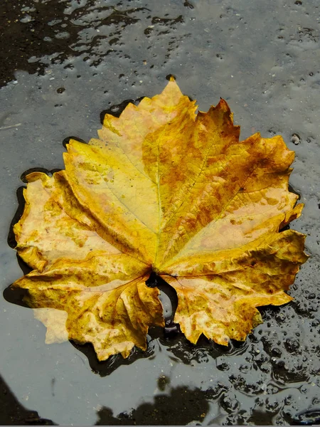 Wet autumn leaf on the ground in a dirty puddle — Stock Photo, Image