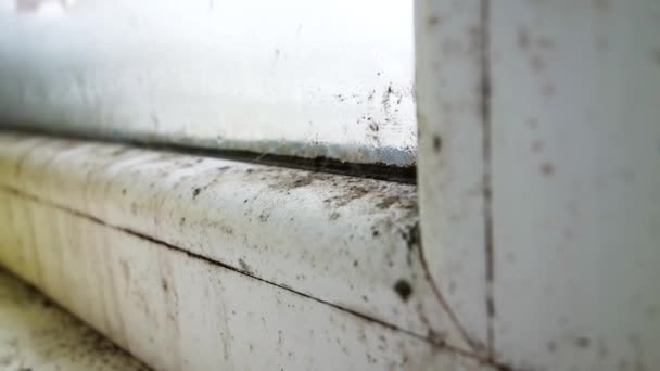 窗户附近黑色霉菌的生长 发霉的房子角落从里面 — 图库视频影像