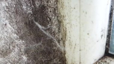 Pencerenin yanında siyah küf büyüme. Küflü ev köşeden içeri.