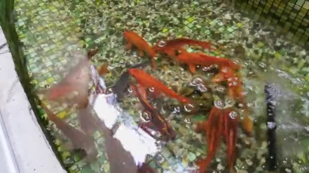 Goldfish plave v bazénu. Bazén s malými oblázky na dně a rybičky. — Stock video