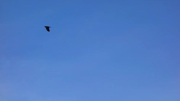 Un oiseau solitaire dans le ciel. Corneille noire voler sur fond bleu ciel . — Video
