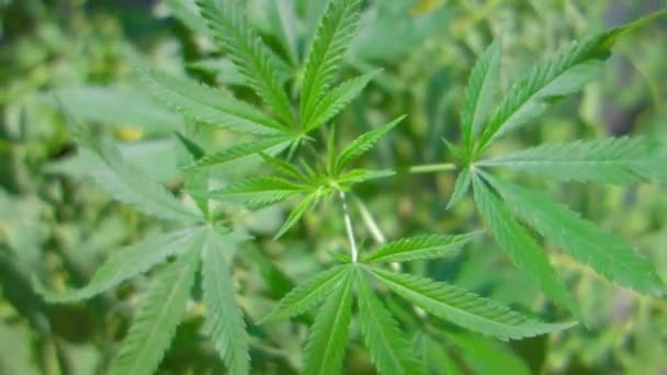 Cannabis unter natürlichen Bedingungen. Marihuana-Feld im Freien. eine grüne, große Cannabis-Pflanze. — Stockvideo