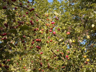Sonbahar mevsiminde küçük kırmızı elmalı elma ağacı, sonbaharda hasat. 