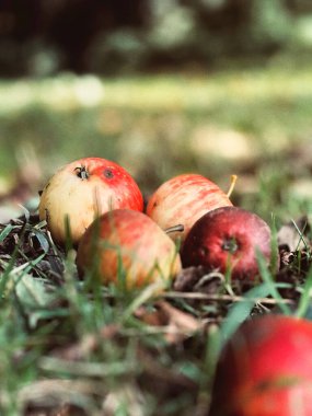 Bulanık arka planda küçük olgun bir elmayı yere yakın tut. Sonbaharda hasat mevsimi