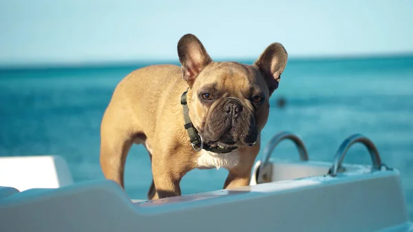French bulldog on sea boat