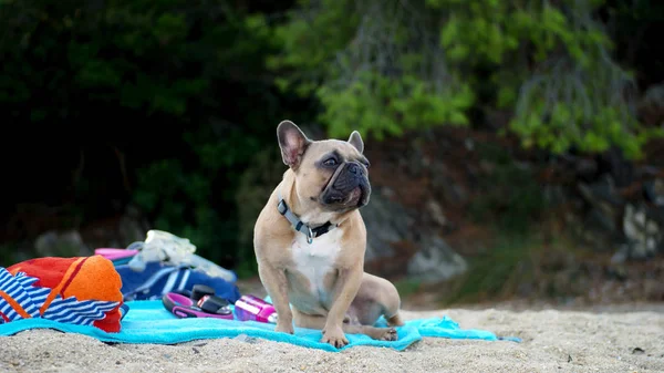 French bulldog on a beach and looking at the sea