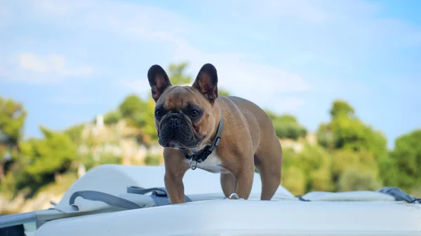 Bulldog Sea Boat — Stockfoto