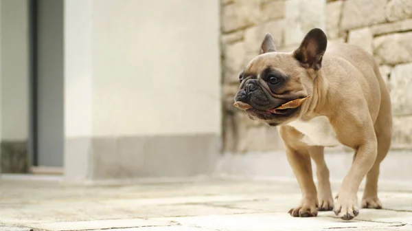 French bulldog in front of background the stone wall of the old town