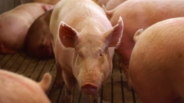 A big pink pig in a paddock on the farm. Pig paddock on the farm. Group of pigs waiting for feed — Stock Footage A big pink pig in a paddock on the farm. Pig paddock on the farm. Group of pigs waiting for feed Royalty Free Stock Footage