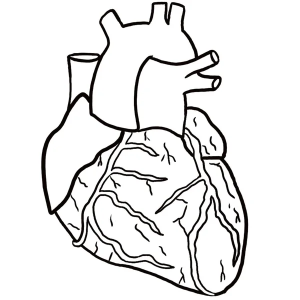 Anatomical heart isolated on white. Hand drawn element coloring page