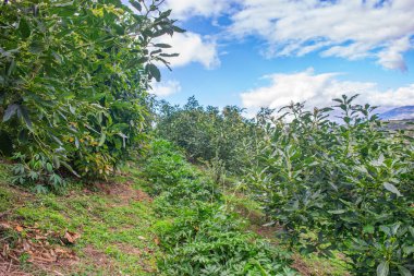 Popayn, Cauca 'daki bereketli avokado çiftliği açık mavi gökyüzü altında canlı yeşillikler sergiliyor..