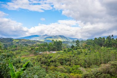 Popayn, Cauca, Kolombiya 'da yemyeşil ve resimli dağların bulunduğu bir avokado çiftliğinin çarpıcı manzarası..