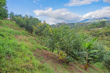 Popayn, Cauca, Kolombiya 'daki yemyeşil avokado bahçesi, berrak bir gökyüzü altında resim gibi dağlık bir araziye kurulmuştur..