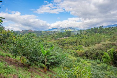 Popayn, Cauca, Kolombiya 'da yemyeşil tepeler ve güzel gökyüzü ile çevrili bir avokado çiftliğinin manzarası..