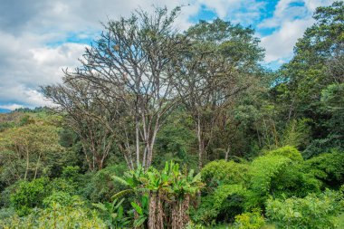 Popayn, Cauca, Kolombiya 'daki verimli yeşillik ve ağaçların manzarası bölgenin doğal güzelliklerini gözler önüne seriyor..