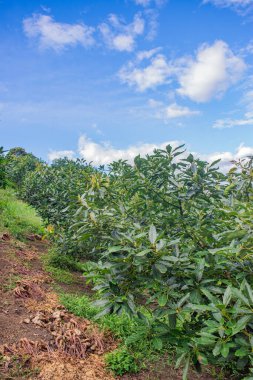 Açık mavi bir gökyüzü altında, Popayn, Cauca, Kolombiya 'da gelişen bitki örtüsünün bulunduğu canlı bir manzara..