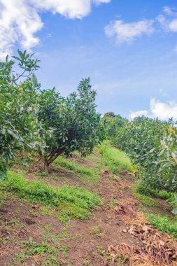 Popayn, Cauca, Kolombiya 'da berrak mavi bir gökyüzü altında yemyeşil tarlalar ve büyüyen ağaçların sergilendiği sakin bir manzara..