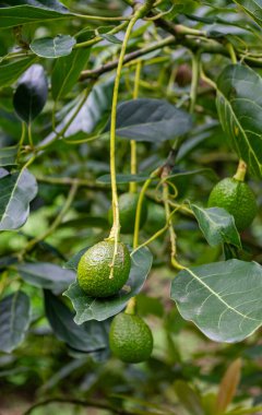 Popayn, Cauca, Kolombiya 'nın yemyeşil bir ortamında ağaçta asılı duran taze avokadolar..