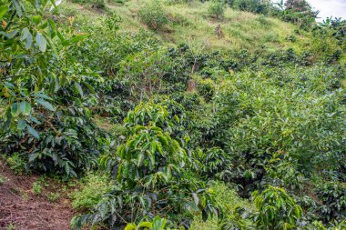 Popayn, Cauca, Kolombiya 'daki yemyeşil kahve tarlasında, bir yamaçta canlı kahve bitkileri ve yeşillikler var..