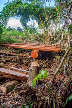Popayn, Cauca, Kolombiya 'da bir kereste sahasında, verimli yeşillikler arasında kesilmiş ağaçlar ve ahşap tahtalar sergileniyor..