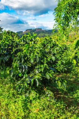 Popayn, Cauca, Kolombiya 'daki yemyeşil kahve bitkileri bulutlu bir gökyüzü altında canlı yeşil yapraklar sergiliyor..