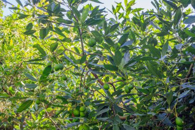 Canlı yeşil meyveli gür avokado ağacı Popayn, Cauca, Kolombiya 'da doğanın cömertliğini gösteriyor..