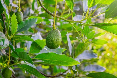 Popayn, Cauca, Kolombiya 'da yemyeşil yapraklarla çevrili bir ağaçta asılı duran olgun avokadoların yakın çekimi..