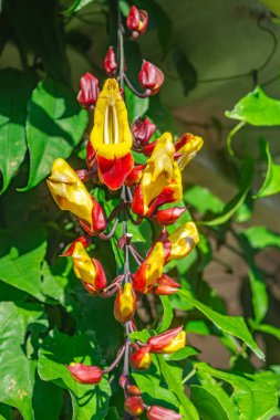 Popayn, Cauca, Kolombiya 'da yemyeşil yapraklarla çevrili canlı sarı ve kırmızı tropikal çiçek doğanın güzelliğini gözler önüne seriyor..