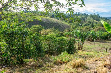 Popayan, Cauca, Kolombiya 'daki canlı bir tarım manzarası, mavi gökyüzünün altında kahve bitkileri ve muz ağaçları yer alıyor..
