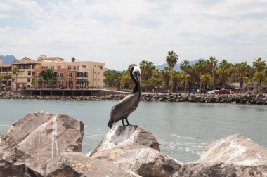 Kahverengi Pelikan Loreto, Baja California Sur, Meksika bir kaya üzerinde oturan.