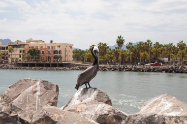 Brown Pelican  sitting on a rock in Loreto, Baja California Sur, Mexico. clipart