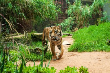 Sumatran tiger. The Sumatran tiger is the only surviving member of the Sunda Islands group of tigers. clipart