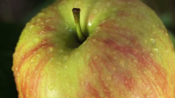 Hermosa manzana verde con gotas de agua — Vídeos de Stock