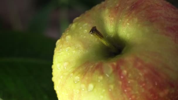 Schöner grüner Apfel mit Wassertropfen — Stockvideo