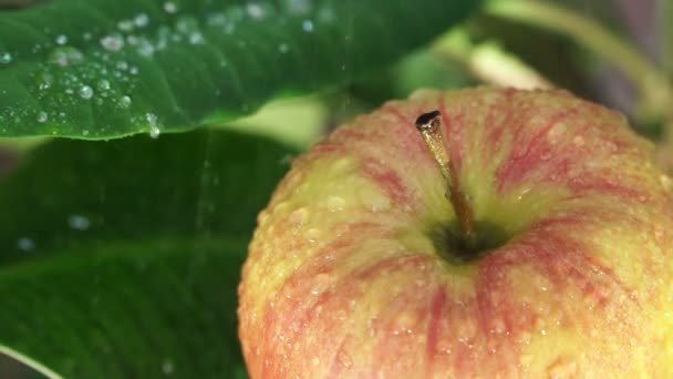 Belle pomme verte avec des gouttes d'eau — Video