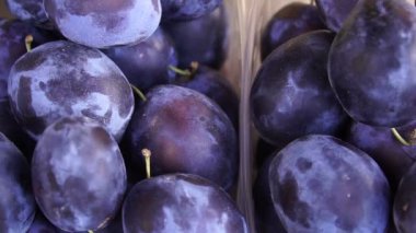 Arduvaz levha üzerinde dönen bazı erik