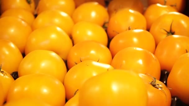 Κίτρινο Ντομάτες Αργή Κίνηση — Αρχείο Βίντεο