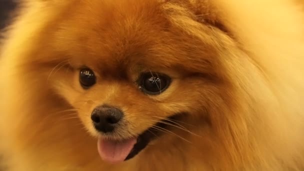 Portrait of a small thoroughbred dog — Stock Video