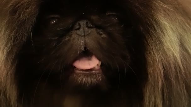 Retrato de um pequeno cão puro-sangue — Vídeo de Stock