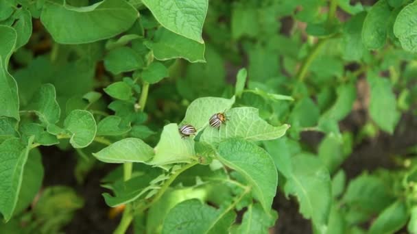 Colorado potato beetle on potato leaves — Stock Video