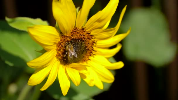 Bijen zijn op grote zonnebloem pollen. — Stockvideo