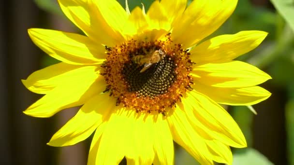 蜜蜂在大向日葵花粉上. — 图库视频影像