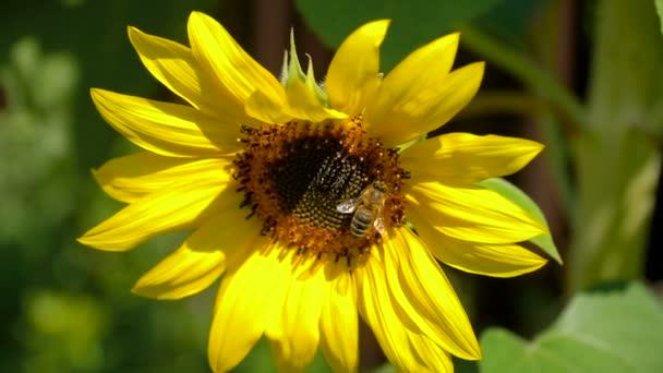 蜜蜂在大向日葵花粉上. — 图库视频影像