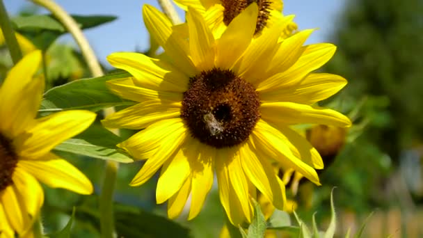 Las abejas están en el polen de girasol grande . — Vídeo de stock
