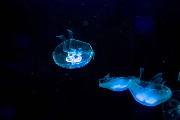 Moon Jelly Fish Aquarium — Stock Photo, Image