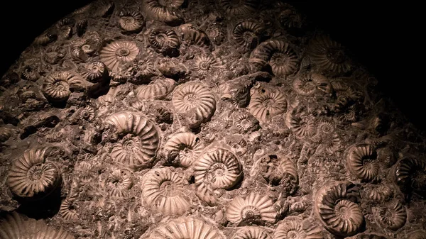 Fossil Ammonite Fuel Energy — Stock Photo, Image