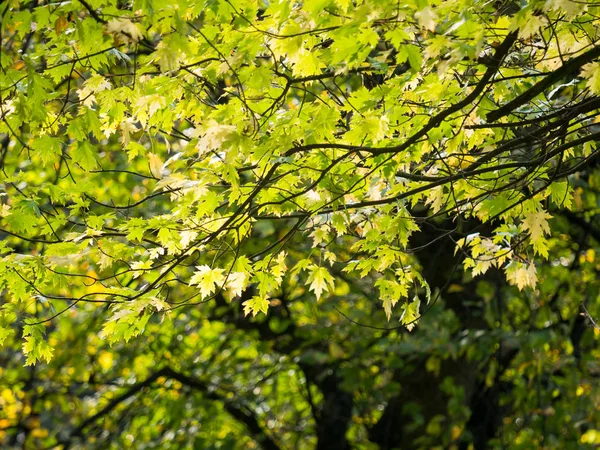 Kleurrijke Groene Gele Herfst Esdoornblad Een Boom — Stockfoto