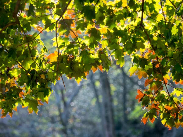 Colorful Green Yellow Autumn Maple Leaf Tree — Stock Photo, Image